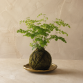 Petite fern Kokedama living botanical sculpture by Le Rosse Studio